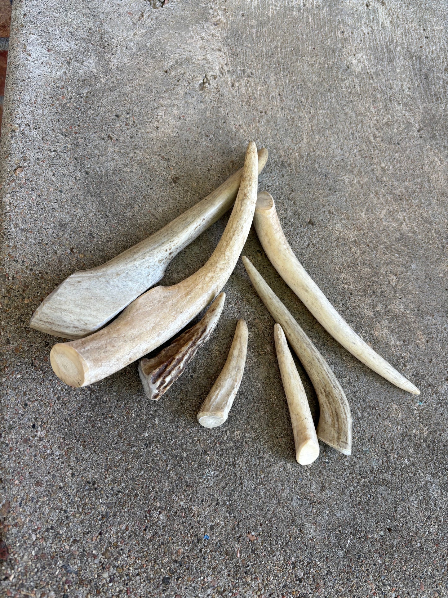 Deer Antler- Medium