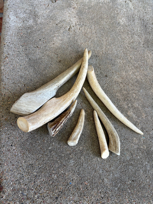 Deer Antler- small
